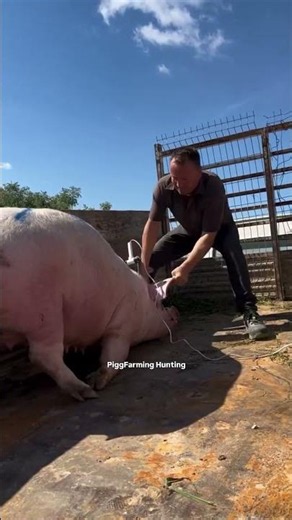 Safe Pig Loading for Transport | Real Farm Training