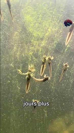 L'évolution de 6 semaines en une armée de grenouilles