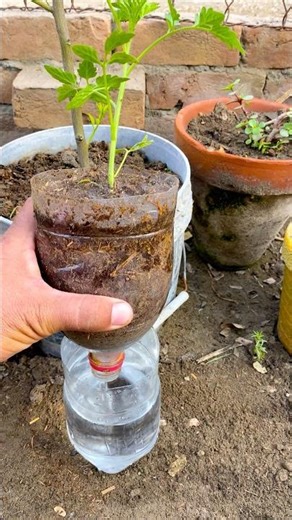 Simple and effective hydroponic system