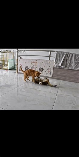 Unbelievable! Meet the Hilarious Yellow-Haired Cat Debuting in Cutest Pet Ever