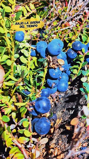 La macha macha, la pequeña fruta morada de los Andes, no solo es antioxidante y resistente al frío: para muchos, es un recuerdo vivo de la infancia en el campo.#fblifestyle #fblifestyletyle | Bajo la Arena del Tiempo