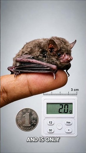 The World's Smallest Mammal, Only 2 Grams!😳