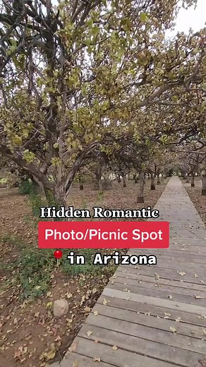 The Grove in Chandler is a hidden gem to take a romantic stroll, a photoshoot or even a picnic #hiddengems #chandleraz #Arizona #beautifulplaces #romantic #grove