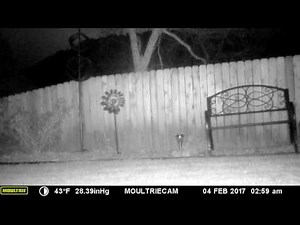 Leaping fox climbs a 6' fence