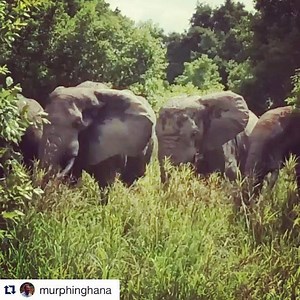 Happy #WorldAnimalDay 󾇌 Visit Zaina Lodge and enjoy safari just steps from your private tented chalet! Walk with elephants, enjoy the best birdwatching in the region, and much more! | Zaina