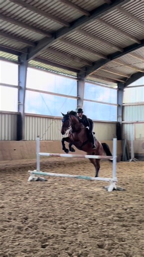 Exploring Springen Horse Shows