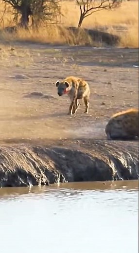 Buffalo Sends Hyena Flying Into River in Brutal Counterattack