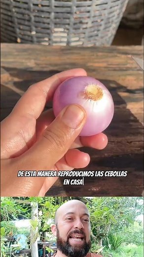 Así de fácil reproduces las cebollas 🙌🏻🧅 #cultivatucomida #cebollas