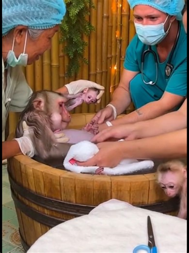Baby newborn monkey born in the bathtub @monkey.lover.168 #monkeydelivery #funnymonkeyvideos #BeKindToAnimals #monkeyumblicalcord #monkeyplacenta