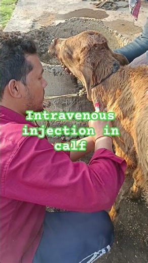 intravenous injection in calf