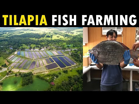 Tilapia Fish Farming | Tilapia Fish Cage Culture Farming