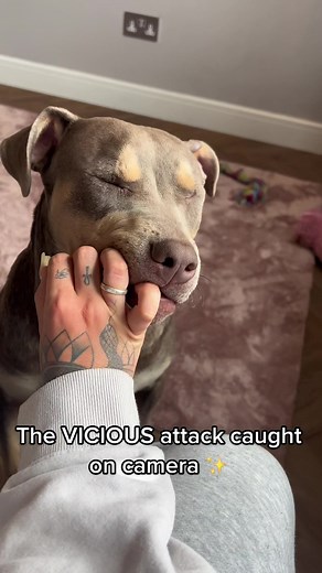 XL Bully Vicious Attack Caught on Camera
