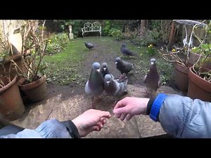 Pigeon slap attack