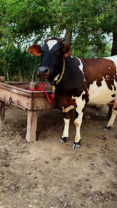 89K views · 3K reactions | #cow #dairyfarm #dairy_farming #modern_dairy_farming #modern_agriculture #agricultural_machines #amazing_technology #advance_technology #modern_technolog | Dairy Cow TV | Facebook