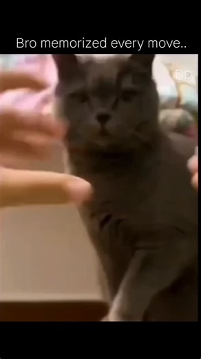 Daily dose on Instagram: "Cats are good at memory mainly because their survival depends on it. Here’s why their memory is surprisingly strong: Strong associative memory Cats remember things by linking experiences with outcomes. If a place, sound, or person once gave them food, comfort, or danger, they remember it clearly. Excellent spatial memory Cats can remember locations very well—where food is kept, where they hid a toy, or the safest escape routes. This comes from their hunting instincts. E