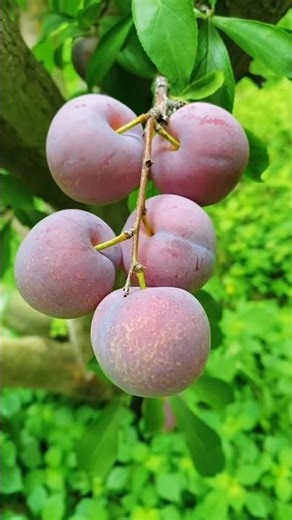 Growing Your Own Fruit: Tips for Beginners Enjoy Beautiful Fresh Rear Palum 🫐