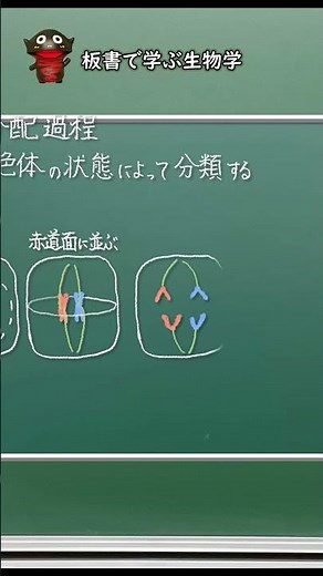 体細胞分裂の過程①模式図で学ぶ！【56生物基礎】新課程対応 #shorts