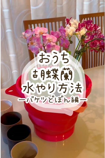 ＼🌸胡蝶蘭の水やり方法🌸／ バケツどぼん編 ① 水やりのタイミング ② お水をあげた後の注意 ③バケツどぼん方法🪣 胡蝶蘭を枯らしてしまう大きな原因の1つが「水の与えすぎ」です 胡蝶蘭は元々樹木の上で育つ植物で、たくさんのお水を必要としません 「可愛いから」と毎日お水をあげると…😢 根っこが腐ってしまう原因に！ 胡蝶蘭は「マメな人ほど枯らしやすい」植物です ※もちろん、乾燥させすぎも良くありません ①水やりのタイミング • 蕾・花が無い場合：水苔が乾いてきたらお水をあげる • 蕾・花がある場合：常に水苔が湿った状態を保つようにする 👉🏻目安は1～2週間に1回程度 🌞夏は乾きやすく頻度が増えがち、❄️冬はゆっくり乾くことも ②お水をあげた後の注意 たっぷり水をあげたら、鉢や受皿に溜まった水は必ず捨てること ③バケツどぼん方法🪣 胡蝶蘭を鉢ごとバケツに「どぼん！」と沈めて水を吸わせます🎶 ・30分浸けてもOK ・カリカリに乾いている場合は2時間浸しても大丈夫です お水のあげすぎや乾燥のしすぎに気をつけて、元気な胡蝶蘭を育てましょう🌼✨ #おうち胡蝶蘭 #胡蝶蘭 #Kal