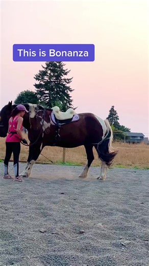 Teaching Your Horse to Bow: A Step-by-Step Guide