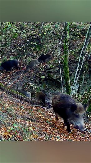 Wild Boars Walking Through Forest |Amazing Wildlife Camera Footage #naturelovers #animallife #nature