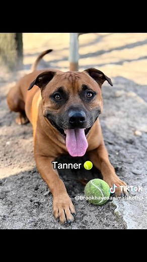 Learn more at : www.BrookhavenNY.gov/AnimalShelter | Town of Brookhaven Animal Shelter