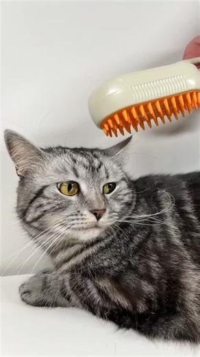 cats usa 🇺🇸 on Instagram: "A gentle steam brush 🧖‍♀️✨ designed to remove loose fur 🐾 while keeping grooming calm 😌 and mess-free 🧼🌿 . . . . #catslover #catsofinstagram #cat #cats #kitty #instagramcats #catoftheday #lovecats #lovekittens #catlover #catsofig #catlife #cats_of_instagram #cute #pets #кошка #meow #кот #котенок #animal #instacat #instacats #catsagram #catstagram #kitten"