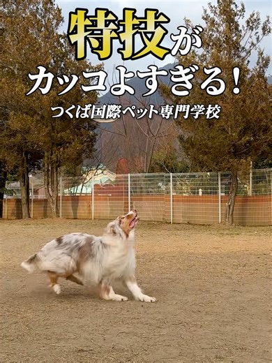 犬の特技披露：岡野先生と愛犬のフリスビー技