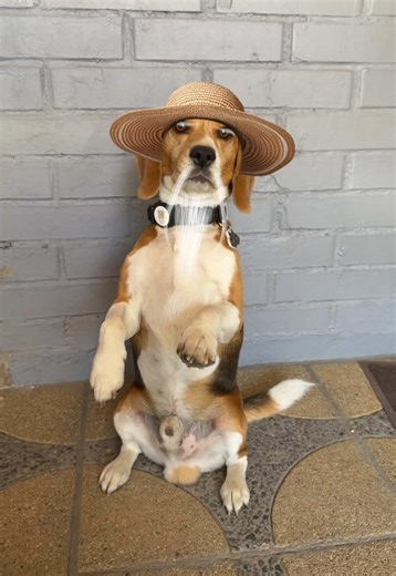 #humor #trending #elhomblequelompioelcolazonaundlagon #doglover | dog