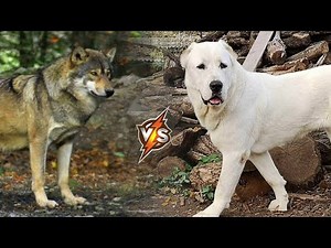 GRAY WOLF vs ALABAI - Who will be stronger in the battle?