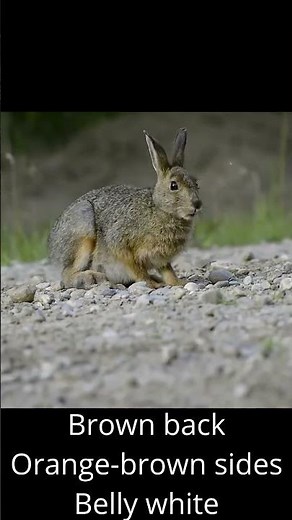 Snowshoe Hare