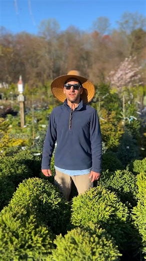 Whether you want to refresh or redo your foundation plantings, evergreens add year-round structure and beauty to your home. Joel Cooke, Merrifield Plant Specialist, shares some powerhouse choices for our area.#landscaping #LandscapingTips #LandscapingIdeas #evergreenplants #merrifieldgardencenter | Merrifield Garden Center