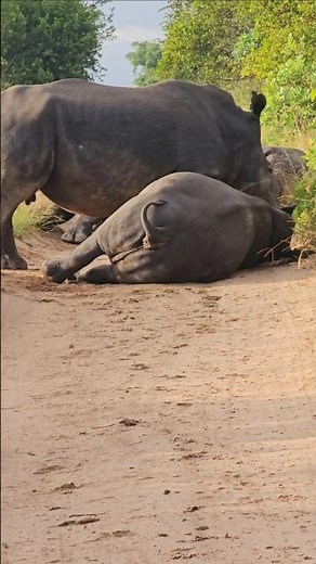 Rhino Fart Caught on Camera! 🤣🦏 Listen Closely!