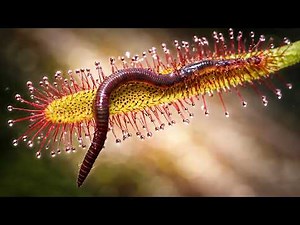 Sundew vs Worm | Drosera capensis Capture in 4K