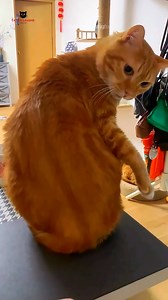 When Cats Think They're in Charge (Hint: They Are!) 😼👑 #funny #cat #catsofinstagram #funnycatvideos #funnyvideo | Cats And Laughs