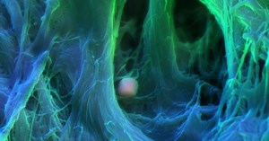 Heart plumbing: The pipes matter