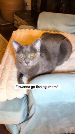 I call this the fishing pole toy 😂 I love how simple it is and that it’s easy to store away! #cattoy #pettoy #catenrichment #catplay #catproducts