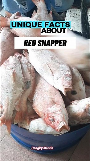 5 Must-Know Facts About Red Snapper from the Fish Market! #SeafoodSecrets