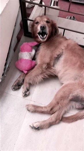 #goldenretriever #balu #dog