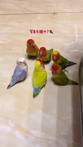 可愛すぎるボタンインコの癒やし動画