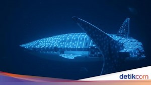 Akuarium China Gunakan Robot Hiu Paus demi Berhemat, Dianggap Tipu-tipu