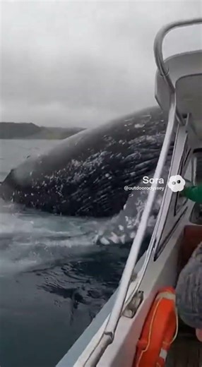 Close call with whale