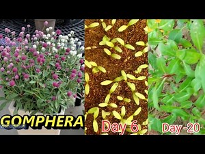 How to grow Gomphrena from Seed | Gomphrena के फूल को बीज से ऐसे उगायें (Full Update)