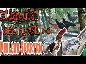 ASIL .. mga ibat ibang uri at klase ng mga manok na asil.. #philcadspartan #philcanspartan #asil