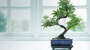 Cómo hacer un Cannabonsai! 📹 canna_bonsia 🌳 Video con las instrucciones a detalle en Youtube 👉 https://bit.ly/3faYJ58 | Pothead Media