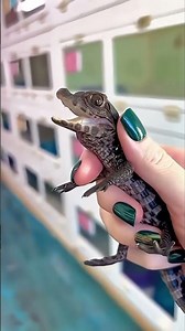 MAGIC Animal Transformations! 🔥