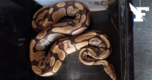 Gard: les sapeurs-pompiers sollicités pour attraper un python royal perdu depuis juillet