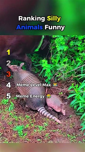 Silly Animals Being Too Funny To Handle 🤪🐾 Viral Clips || #sillyanimals #ranking