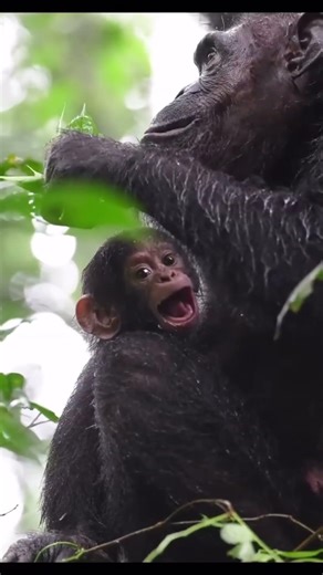 Our Chimpanzee Trekking Packages will Get you Face to Face with Our Closest Relatives in the wild