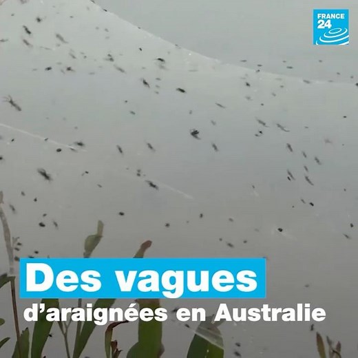 Des vagues d’araignées en Australie