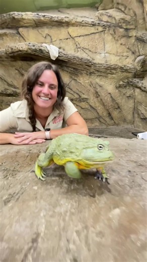 Pixie frogs are some of the coolest frogs around 😂 ugly and cute all in one 🤷‍♀️ #phrog #frog #learnontiktok